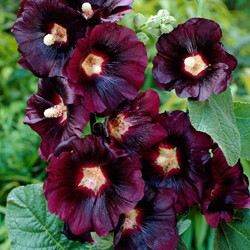 Stockrose Schwarz - Alcea rosea