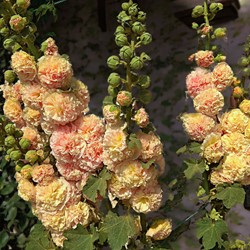 Alcea rosea Peaches 'n Dreams - Stockrose