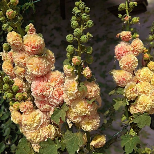 Alcea rosea Peaches 'n Dreams - Stockrose