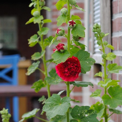 Stockrose Rot (Alcea rosea)