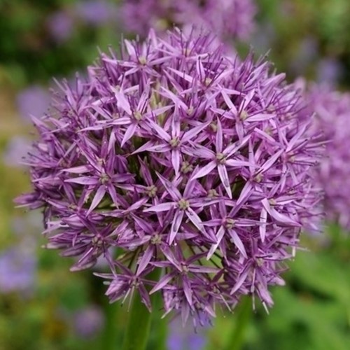 Allium Aflatunense (Großpackung)