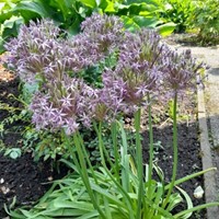 Allium Albopilosum Cristophii - Schmucklauch