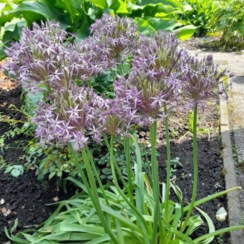 Allium Albopilosum Cristophii