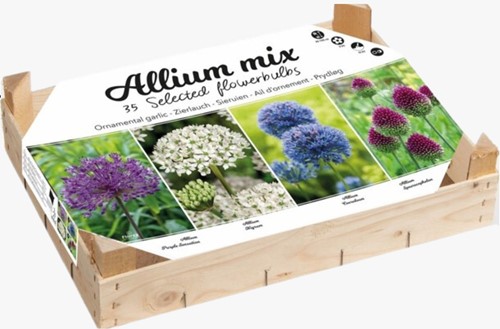 Allium Collection Box - Allium Mischung