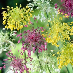 Alliums Mischung