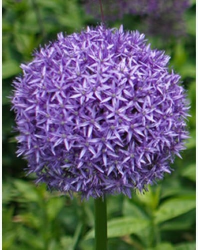 Riesen-Allium Globemaster