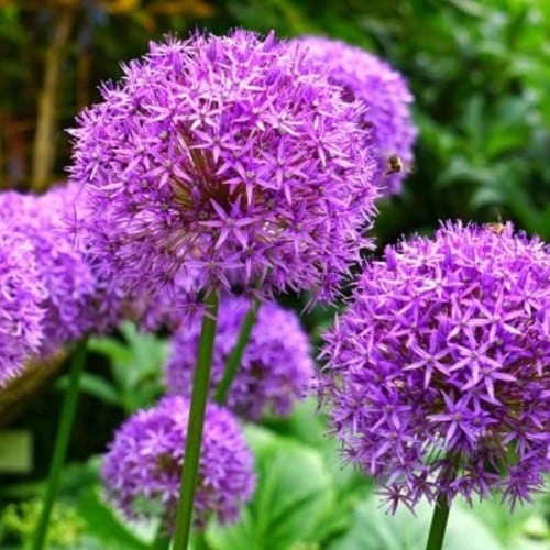 Allium Giganteum - Riesen-Lauch