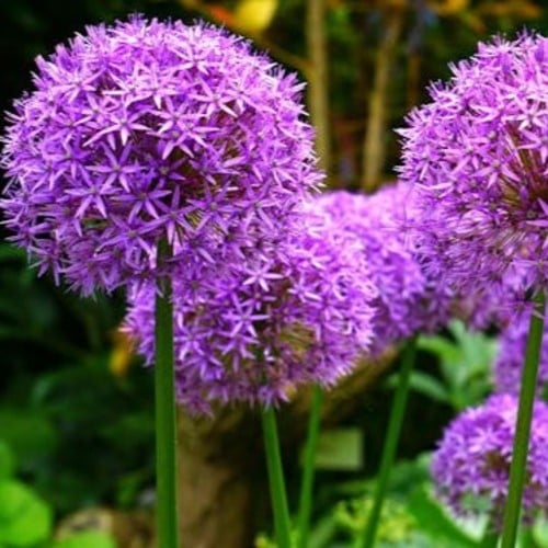 Allium Gladiator (Großpackung)