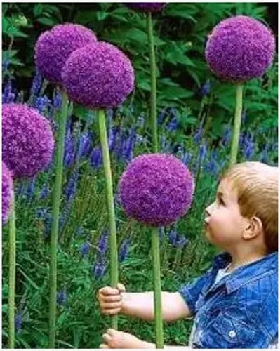 Allium Gladiator