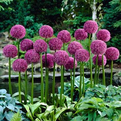 Riesen-Allium Globemaster