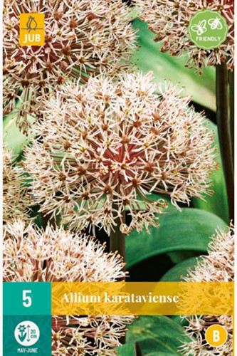 Allium Karataviense - Zierlauch