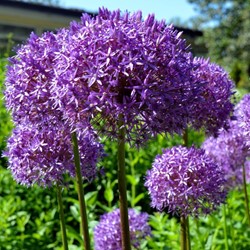 Allium Millenium - Zierlauch