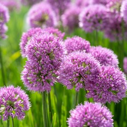 Allium Millenium - Zierlauch