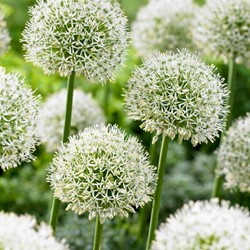 Allium Mount Everest - Riesen-Lauch