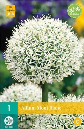 Allium Mont Blanc - Riesen-Lauch