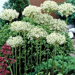 Allium Nigrum - Zierlauch