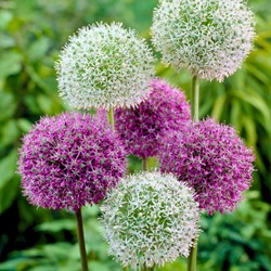 Allium Violett & Weiß Mischung - Zierlauch