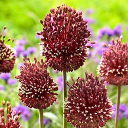 Allium Red Mohican - Zierlauch