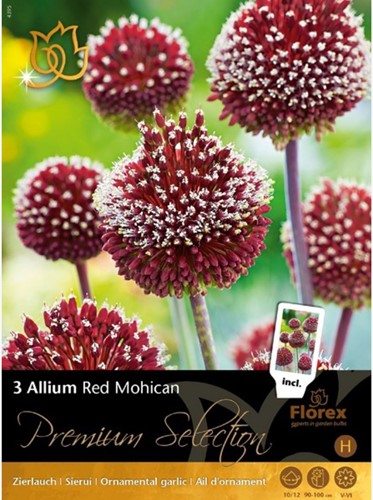 Allium Red Mohican - Zierlauch