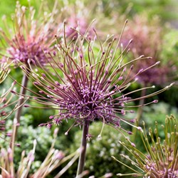 Allium schubertii – Schuberts Lauch