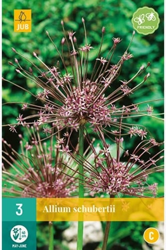 Allium Schubertii – Schuberts Lauch