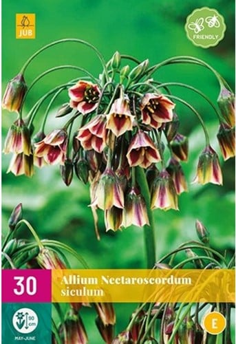 Allium Siculum - Sizilianische Honiglauch