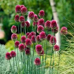 Allium sphaerocephalon Drumstick - Sierui