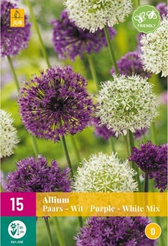 Allium Violett & Weiß Mischung