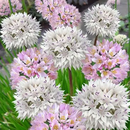 Allium Roseum & Amplectans Mischung
