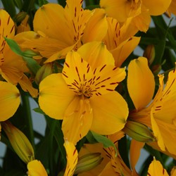 Alstroemeria Lutea - Inkalilien