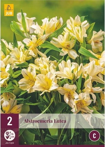 Alstroemeria Lutea - Inkalilien