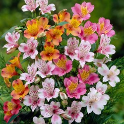 Alstroemeria Mischung - Inkalilien