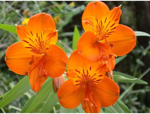 Alstroemeria Orange King - Inkalilien