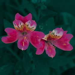 Alstroemeria Rosa - Inkalilien