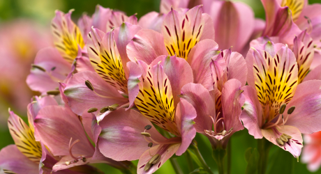 Alstroemerias Pflanzungsrichtlinien