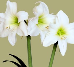 Amaryllis Weiß