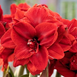 Amaryllis Doppeltblumig Rot - Hippeastrum
