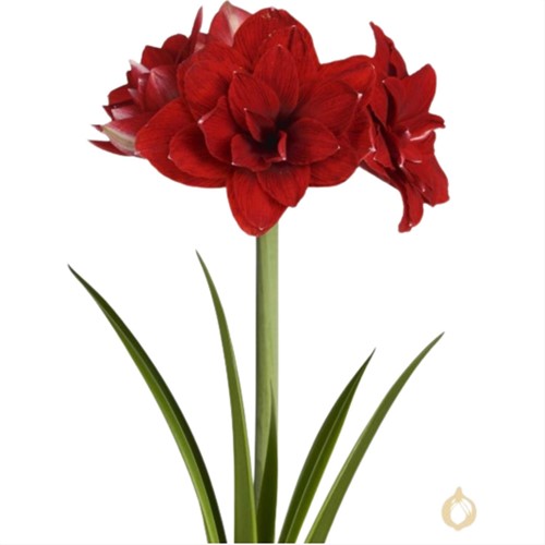 Amaryllis Doppeltblumig Rot - Hippeastrum