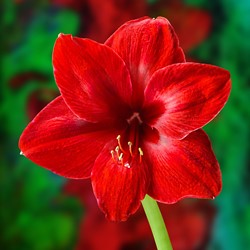 Amaryllis Rot