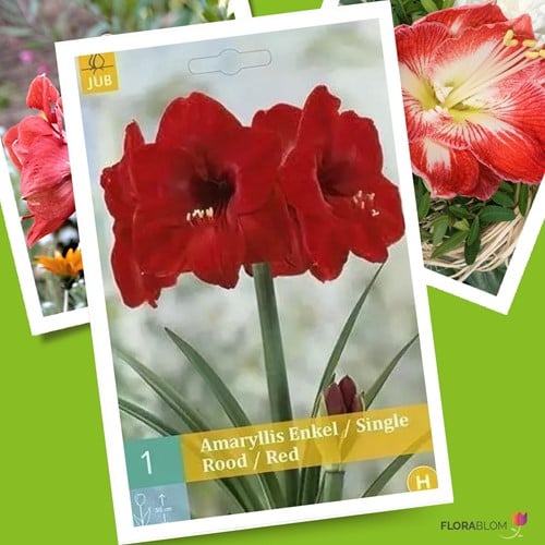 Amaryllis Rot