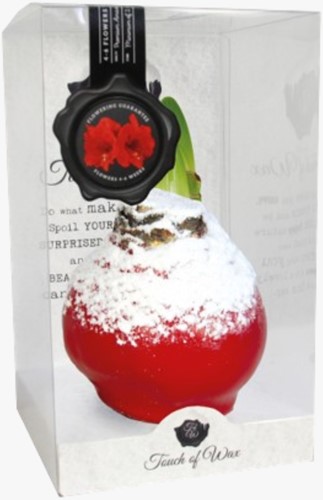 Wachs Amaryllis Schnee Rot
