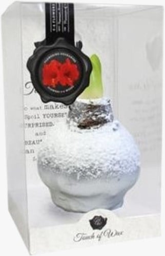 Wachs Amaryllis Schnee Silber