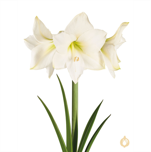 Amaryllis Weiß