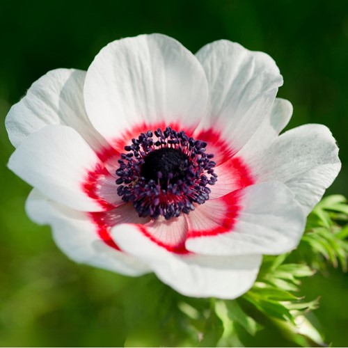 Anemone Bicolor