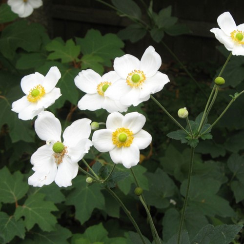 Herfstanemoon Honorine Jobert - Anemone (Sixpack)