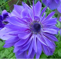 Anemone Lord Lieutenant