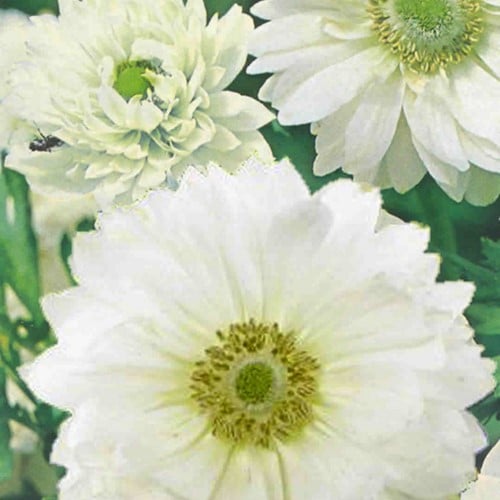 Anemone Mount Everest
