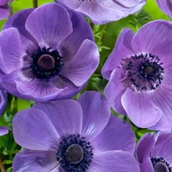 Kronen-Anemone Mr. Fokker - Anemone coronaria