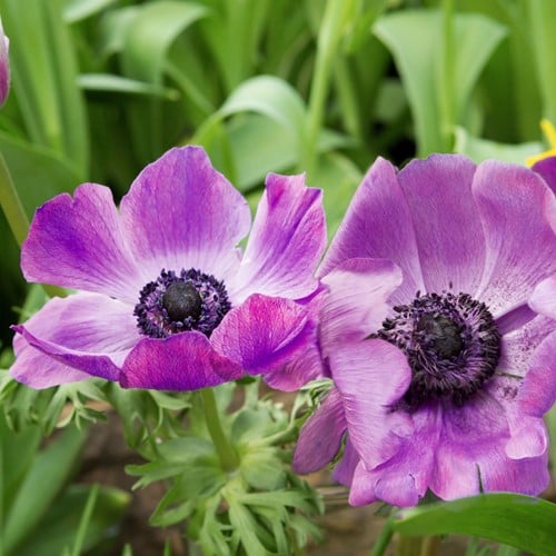 Anemone Sylphide – Kronen-Anemone