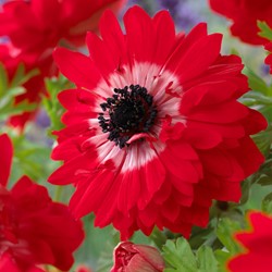 Kronen-Anemone The Governor - Anemone coronaria
